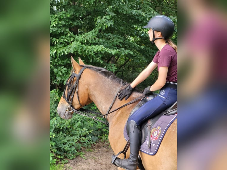 Reitbeteiligung RsP