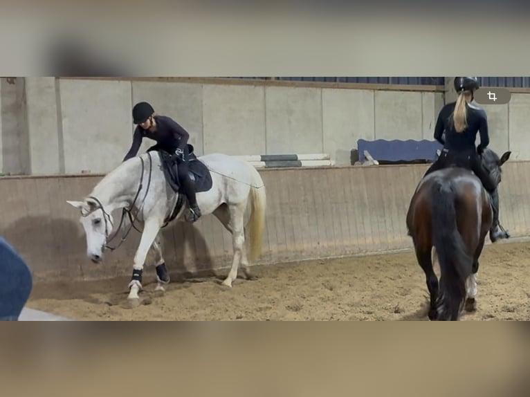 Reitbeteiligung (RsP)