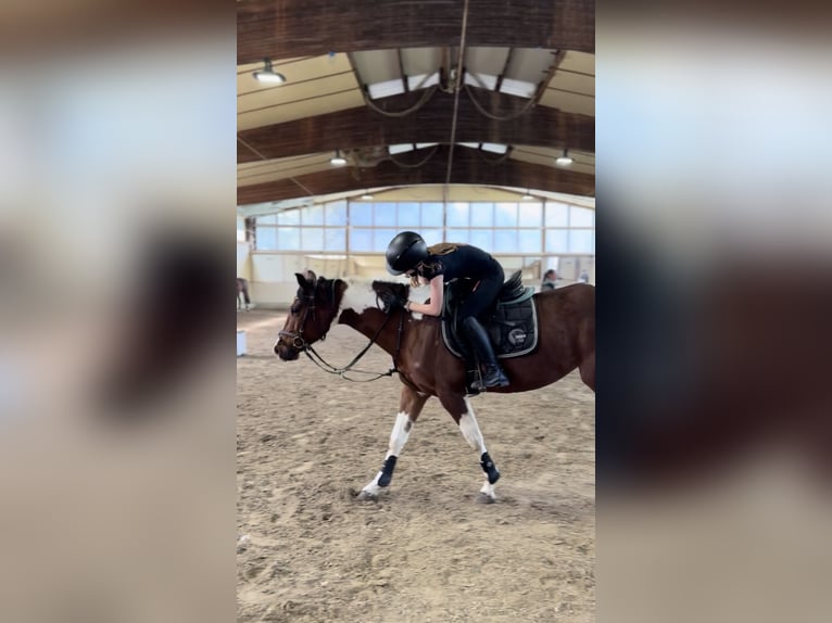 Reitbeteiligung (RSP) Reitbeteiligung (RSP)