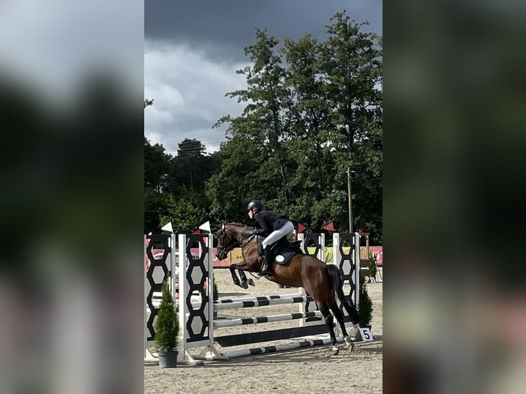 Reitbeteiligung Springen gesucht