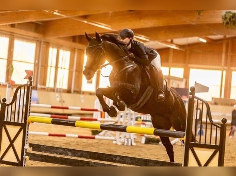 Reitbeteiligung/ Springpferd zum Weiterfördern gesucht