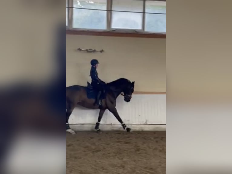 Reitbeteiligung Stuttgart - zuverlässige Reiterin sucht ambitionierte Reitbeteiligung