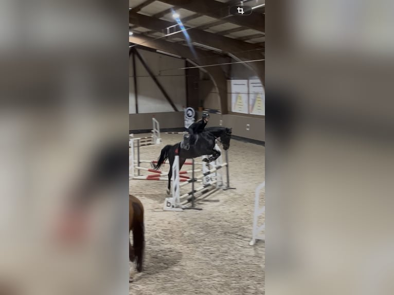 Reitbeteiligung Stuttgart - zuverlässige Reiterin sucht ambitionierte Reitbeteiligung