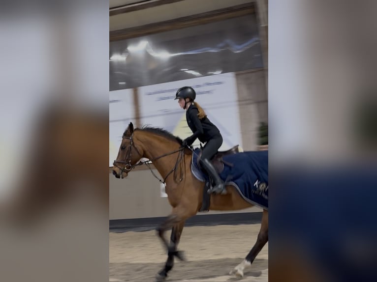 Reitbeteiligung Stuttgart - zuverlässige Reiterin sucht ambitionierte Reitbeteiligung