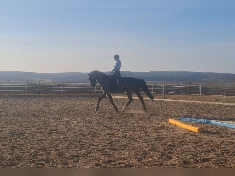 Reitbeteiligung (v.a. Dressur) gesucht Reitbeteiligung (v.a. Dressur) gesucht