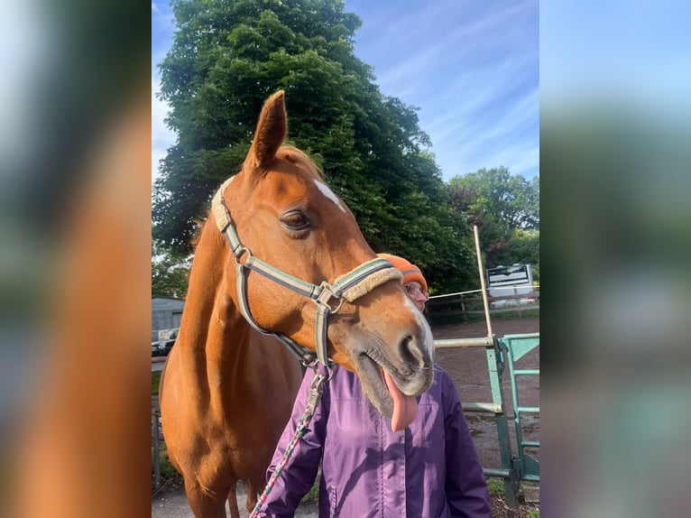 Reitbeteiligung verzweifelt gesucht