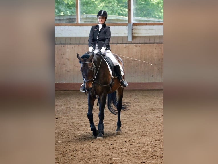 Reitbeteiligung verzweifelt wieder gesucht