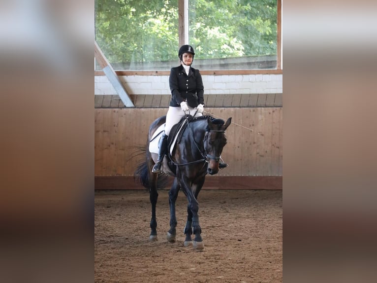 Reitbeteiligung verzweifelt wieder gesucht