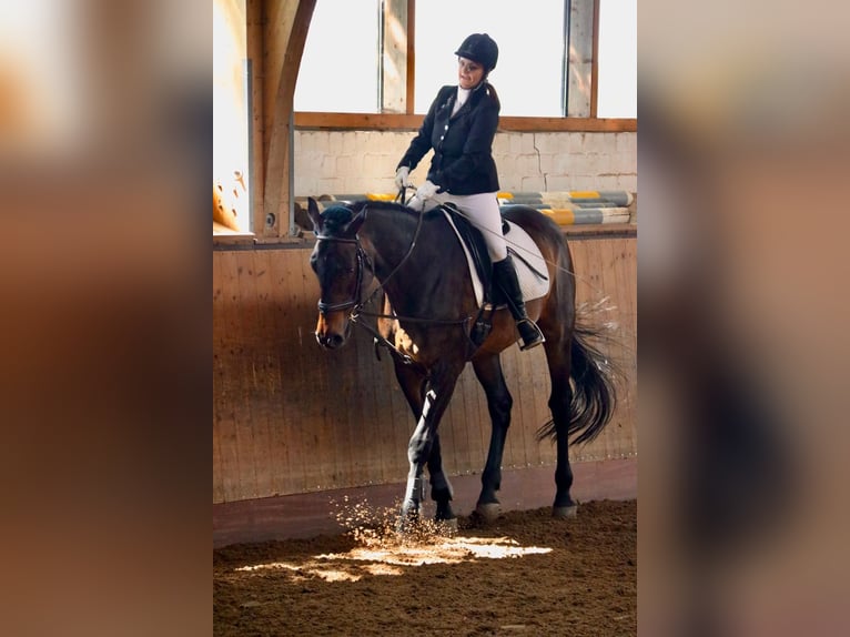 Reitbeteiligung verzweifelt wieder gesucht