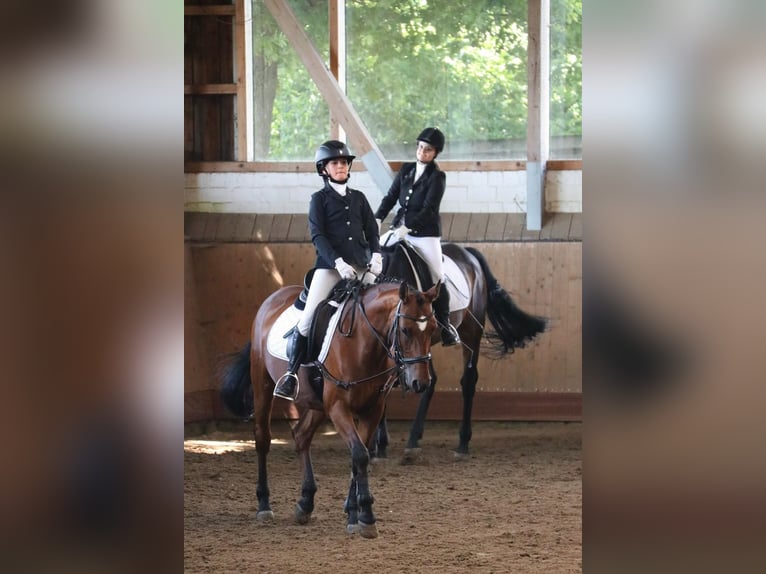 Reitbeteiligung verzweifelt wieder gesucht