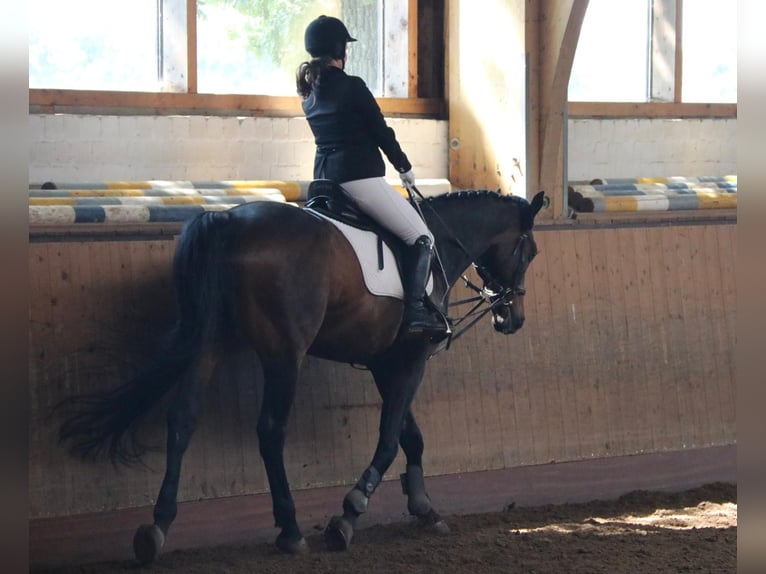 Reitbeteiligung verzweifelt wieder gesucht