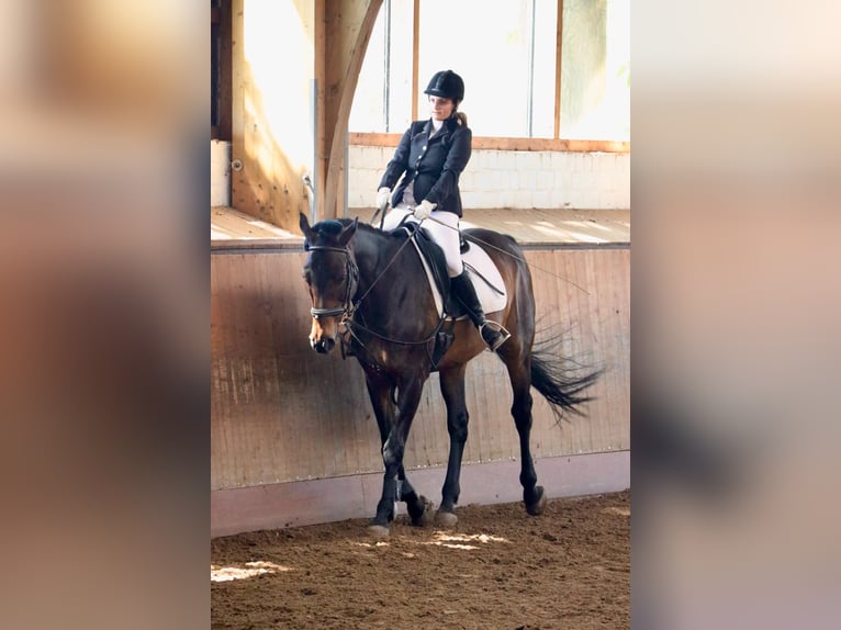 Reitbeteiligung verzweifelt wieder gesucht