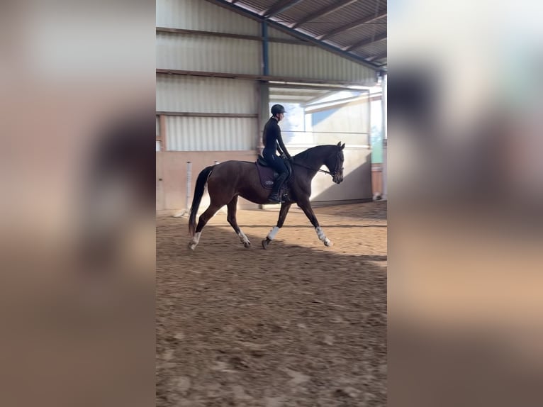 Reitbeteiligung
