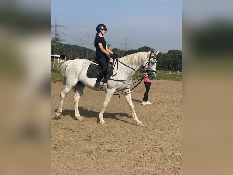 Reitbeteiligung 