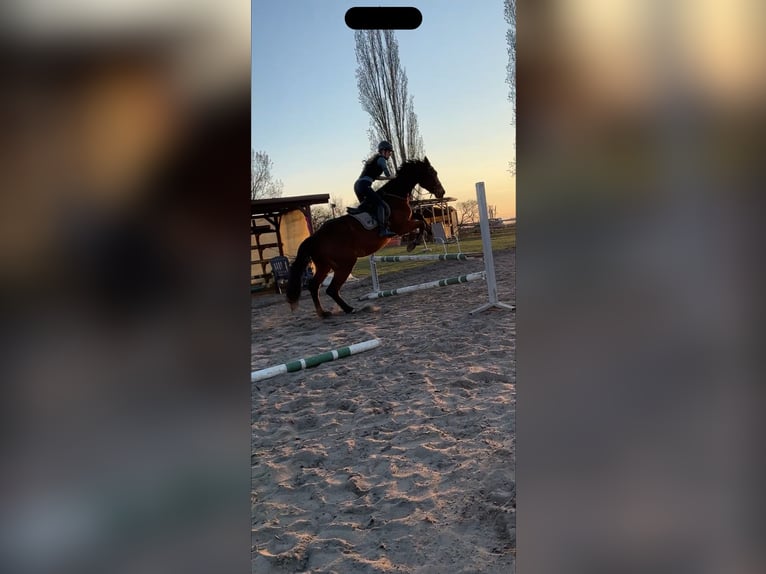 Reitbeteiligung
