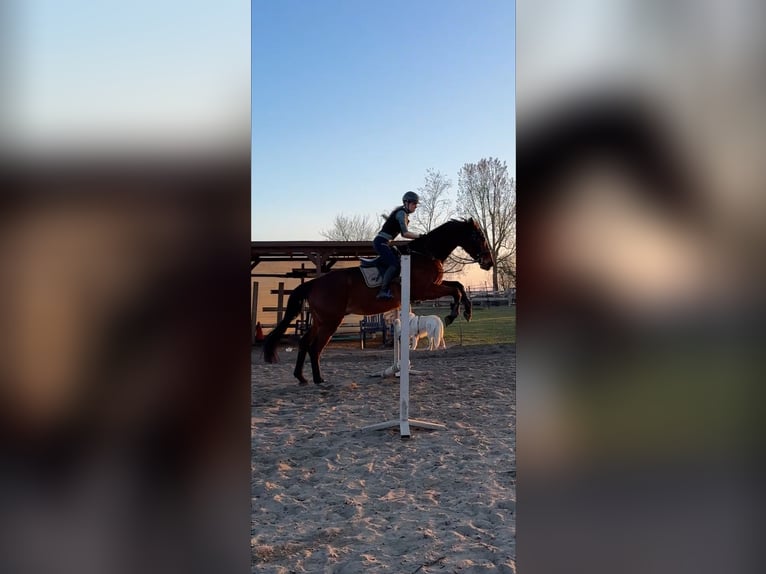 Reitbeteiligung