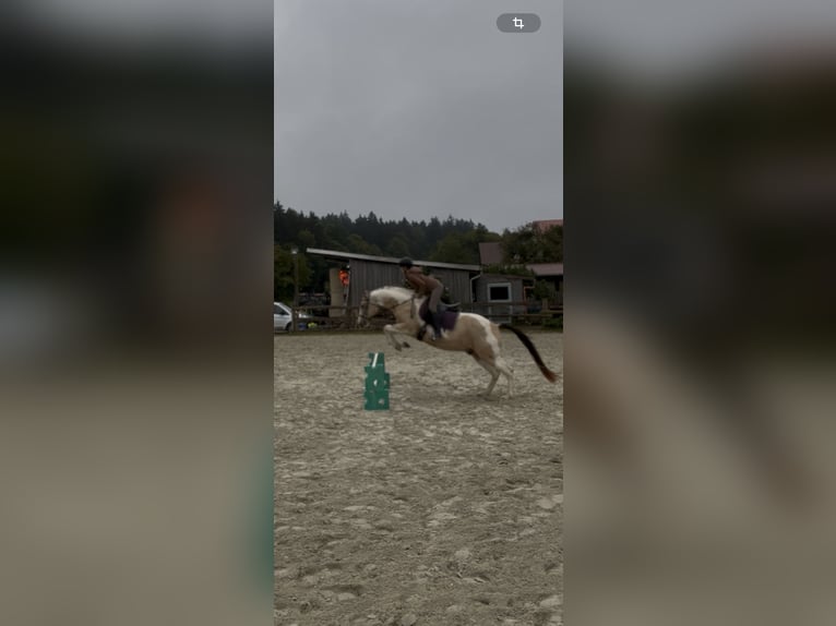 Reitbeteiligung 