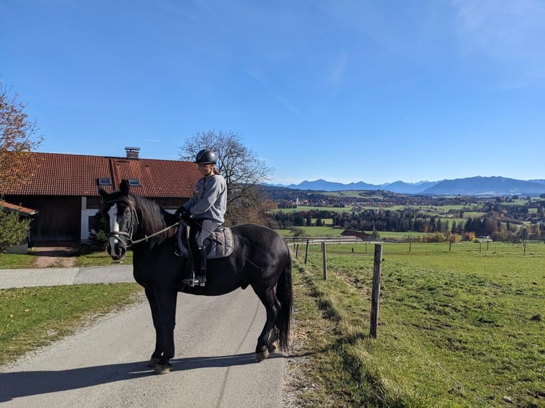 Reitbeteiligung
