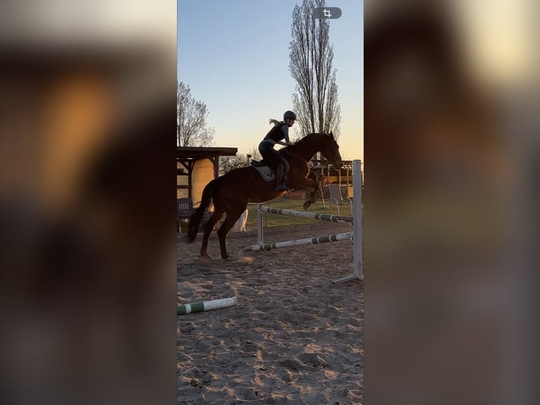 Reitbeteiligung