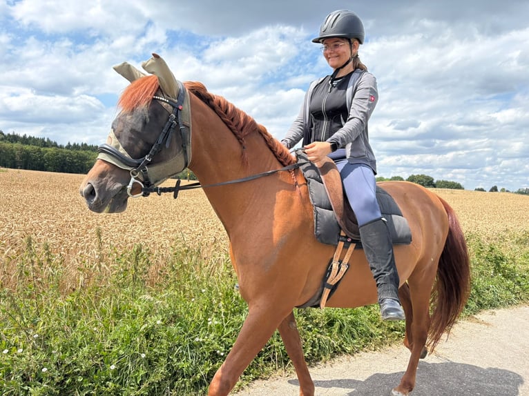 Reitbeteiligung