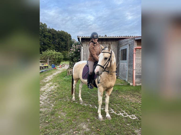 Reitbeteiligung 