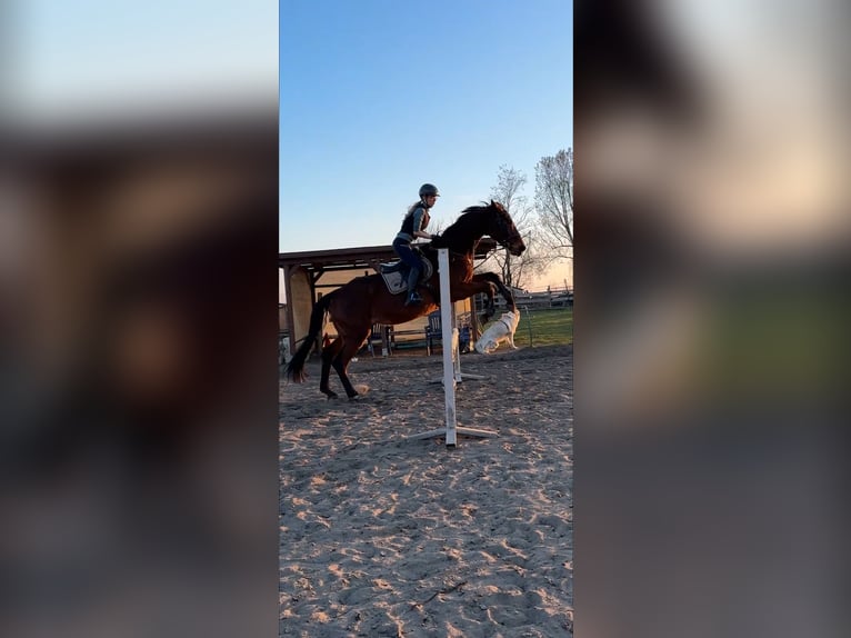 Reitbeteiligung