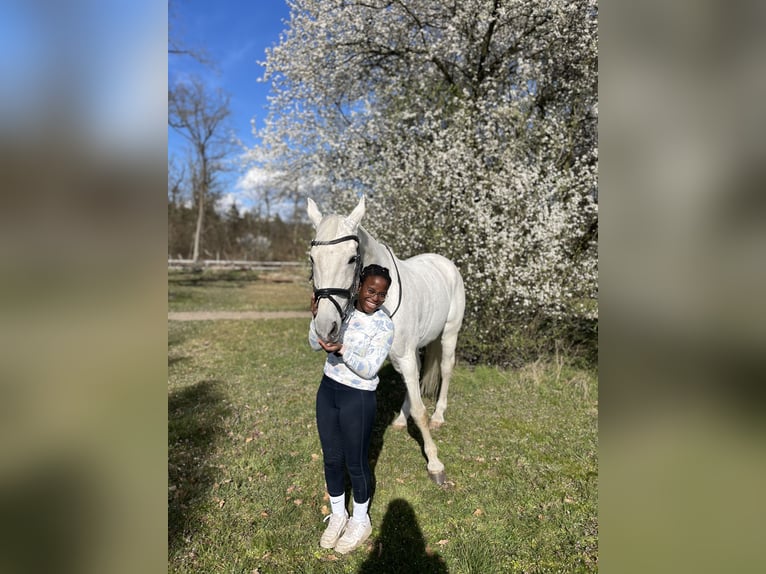 Reitbeteiligung/Dressur Pferd gesucht
