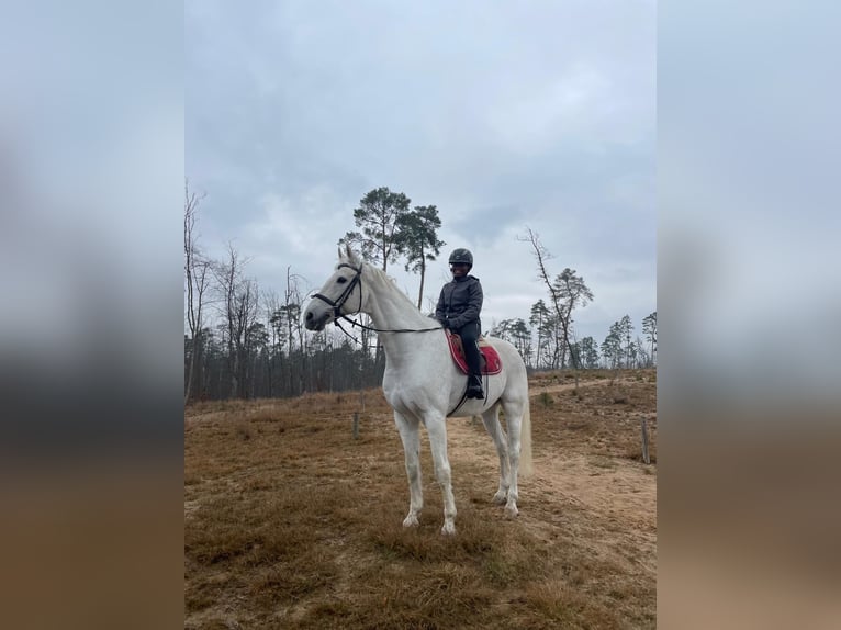 Reitbeteiligung/Dressur Pferd gesucht