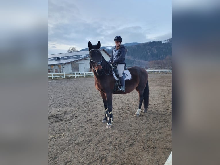 Reitbeteiligungen gesucht