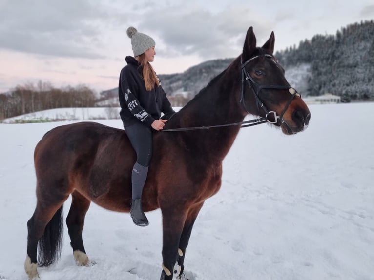 Reitbeteiligungen gesucht