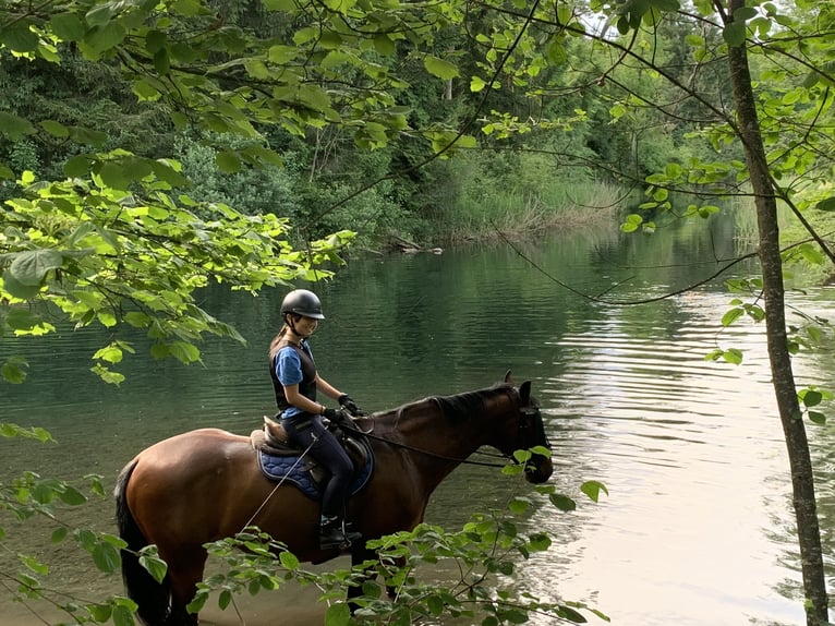 Reitbeteiligung/Pflegepferd gesucht  Reitbeteiligung/Pflegepferd gesucht