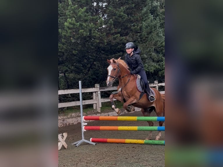 Reitbeteiligung/Pflegepferd gesucht  Reitbeteiligung/Pflegepferd gesucht