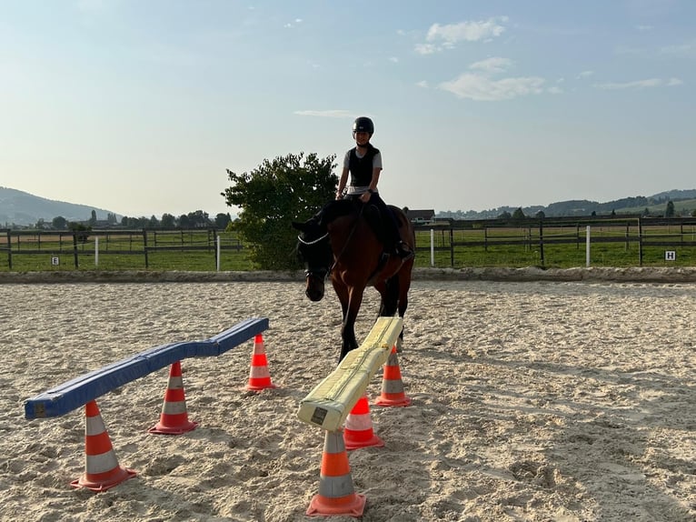 Reitbeteiligung/Pflegepferd gesucht  Reitbeteiligung/Pflegepferd gesucht