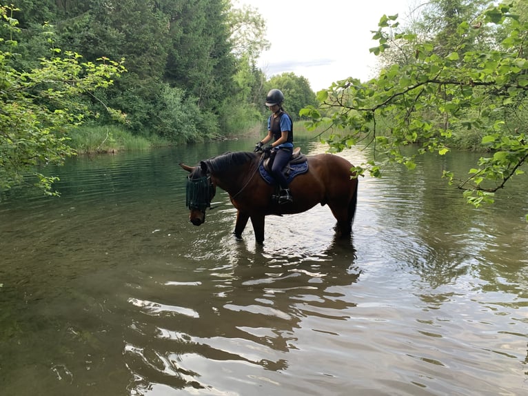 Reitbeteiligung/Pflegepferd gesucht  Reitbeteiligung/Pflegepferd gesucht