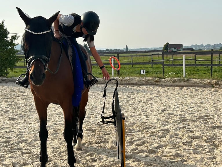 Reitbeteiligung/Pflegepferd gesucht  Reitbeteiligung/Pflegepferd gesucht