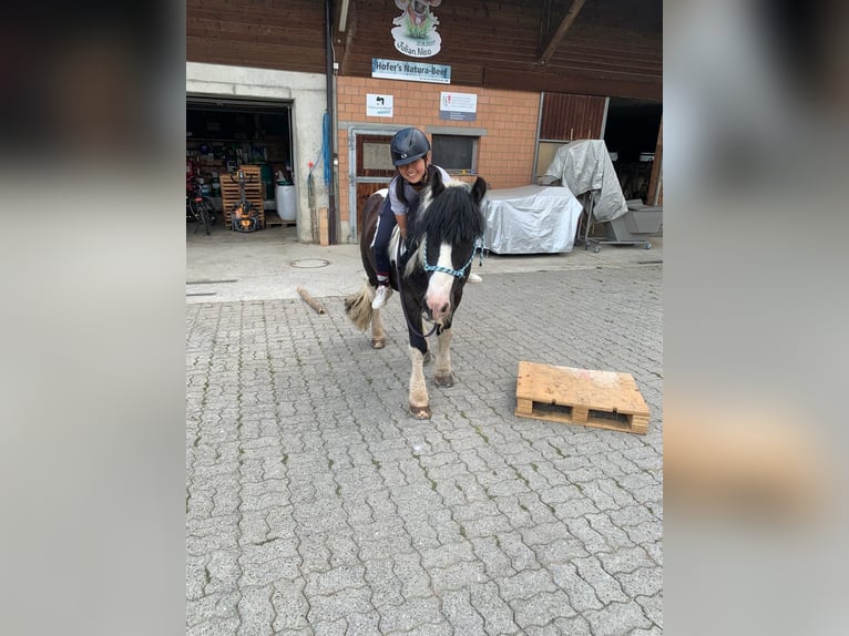 Reitbeteiligung/Pflegepferd gesucht  Reitbeteiligung/Pflegepferd gesucht