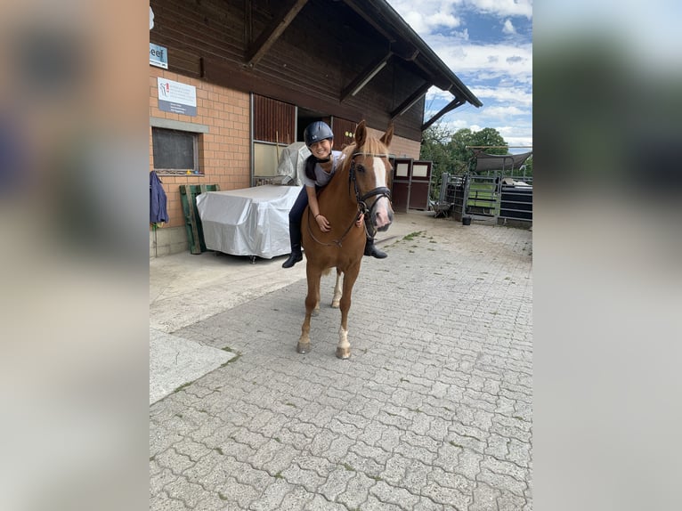 Reitbeteiligung/Pflegepferd gesucht  Reitbeteiligung/Pflegepferd gesucht