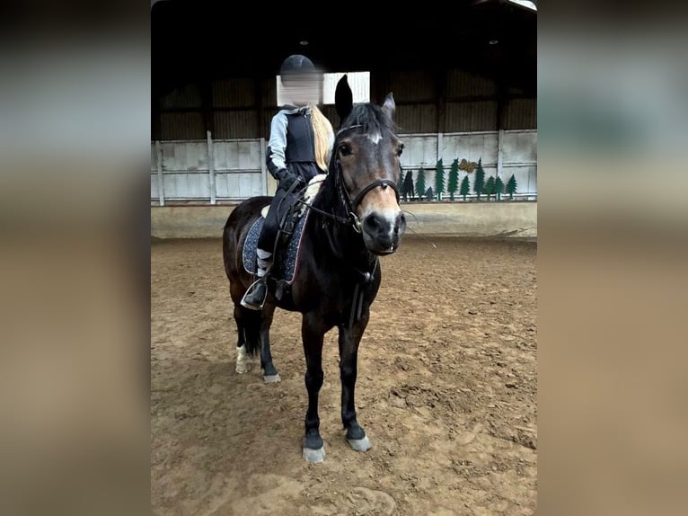 Reitbeteiligungspferd/Pony gesucht