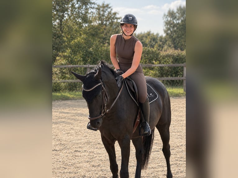 Reitbeteiligung/Teilverfügung mit Springmöglichkeit gesucht (RsP)