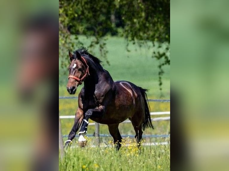 Reitbeteiligunug gessucht!