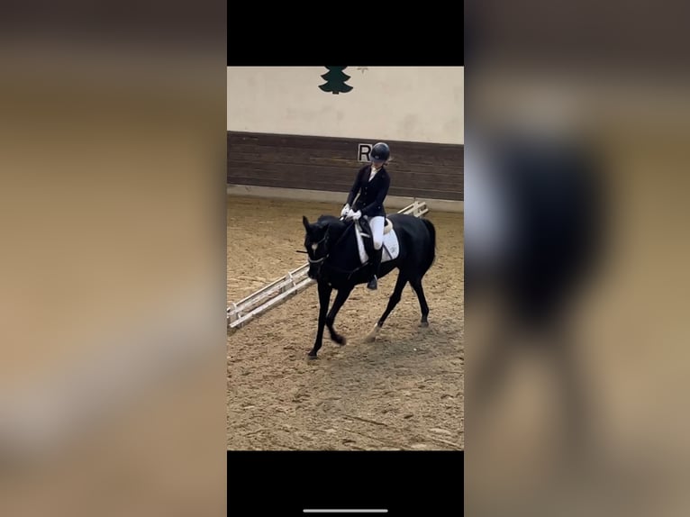 Reitbetelligung gesucht