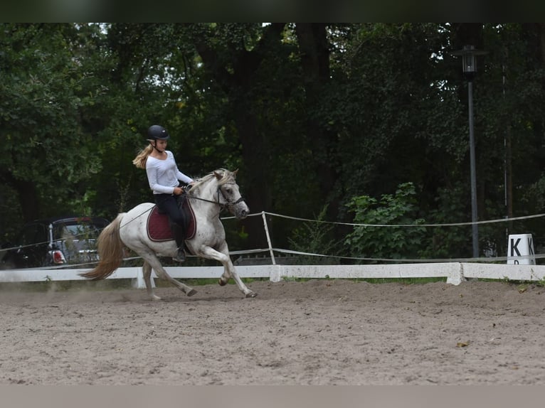 Reitbetiligung gesucht ( Reiterinnen suchen Pferd/e)