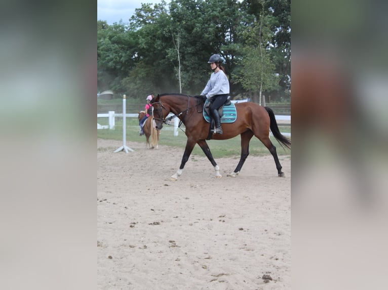 reiter (14 jahre) sucht pferd