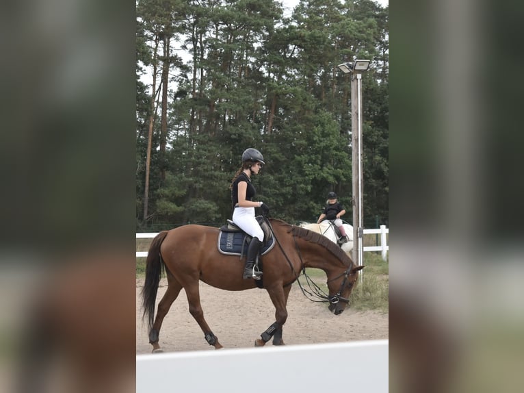 reiter (14 jahre) sucht pferd