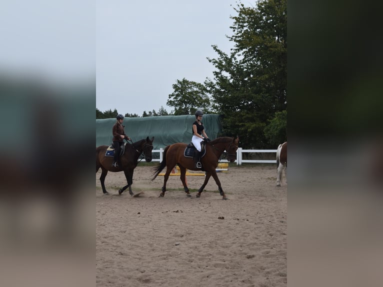 reiter (14 jahre) sucht pferd