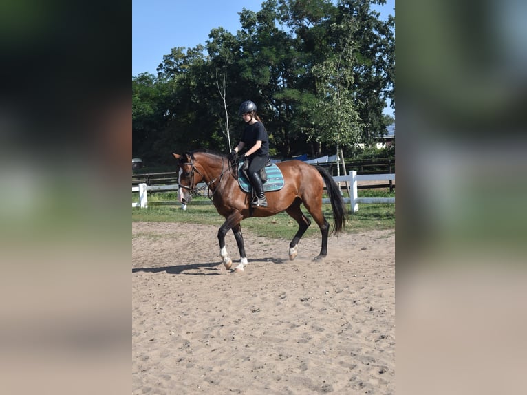 reiter (14 jahre) sucht pferd