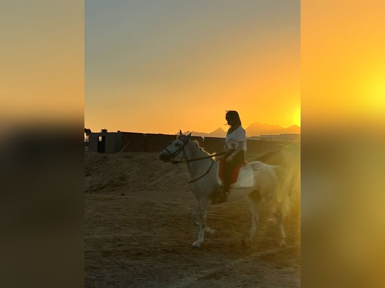 Reiter (15 Jahre) sucht Reitbeteiligung 