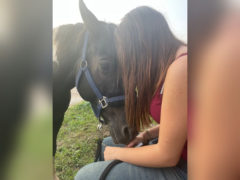 Reiter (15 Jahre) sucht Reitbeteiligung 