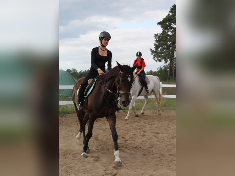 Reiter (15 Jahre) sucht Reitbeteiligung 
