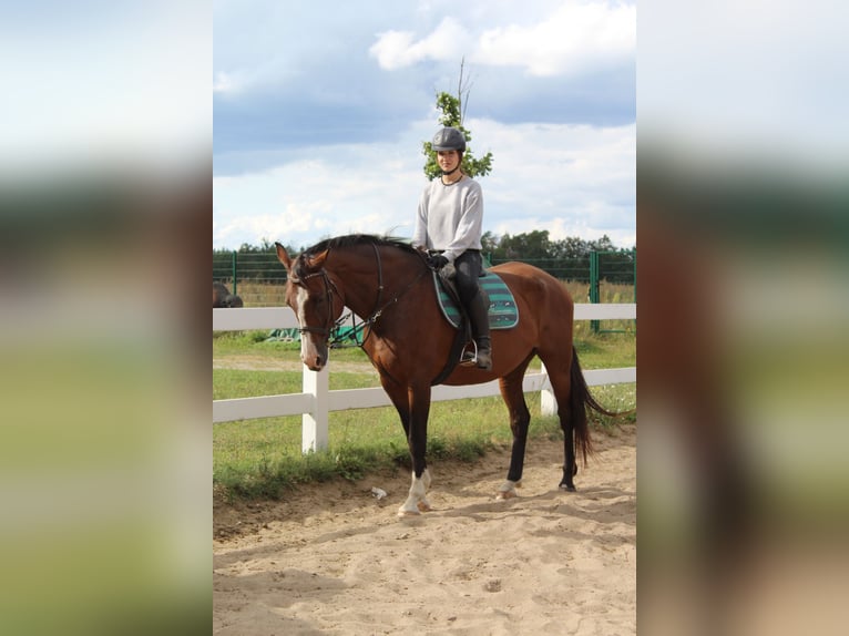 Reiter (15 Jahre) sucht Reitbeteiligung 